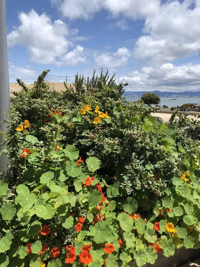 Stem Kitchen & Garden