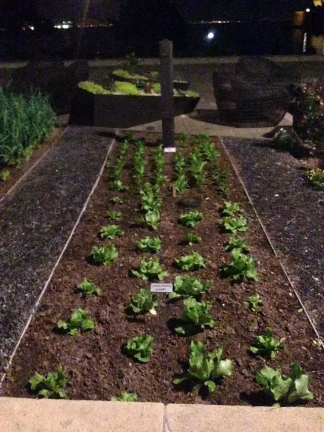 Stem Kitchen & Garden