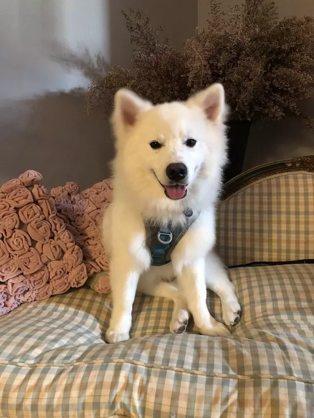 Moulin Pooch