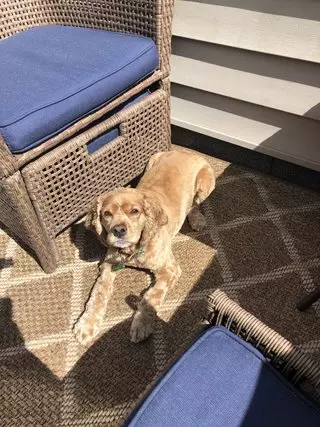 VIP Grooming
