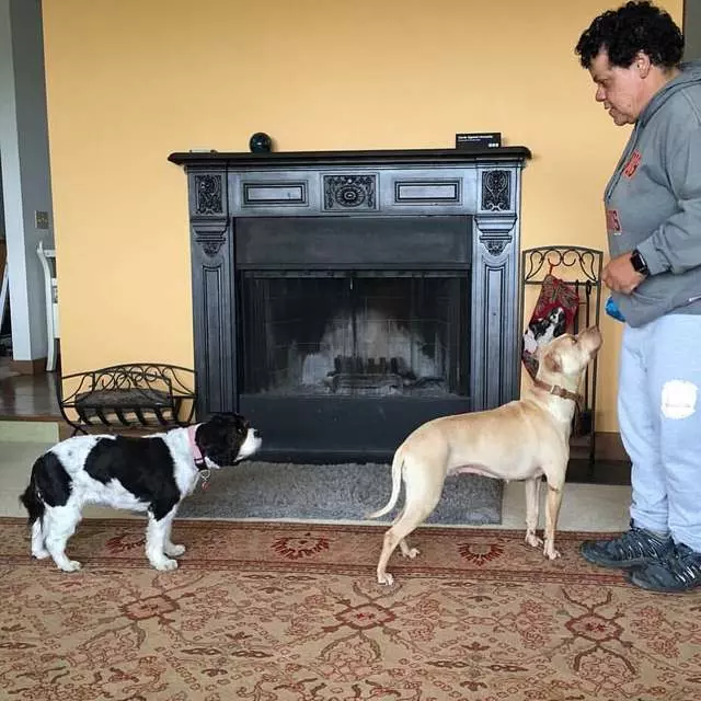 All About Paws Dog Walking
