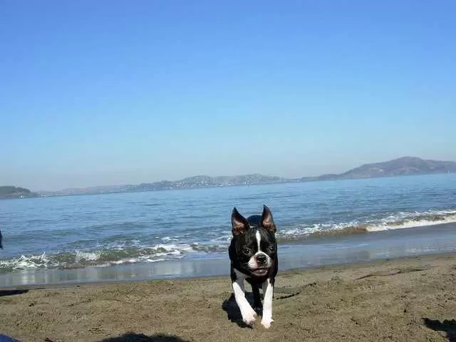 All About Paws Dog Walking