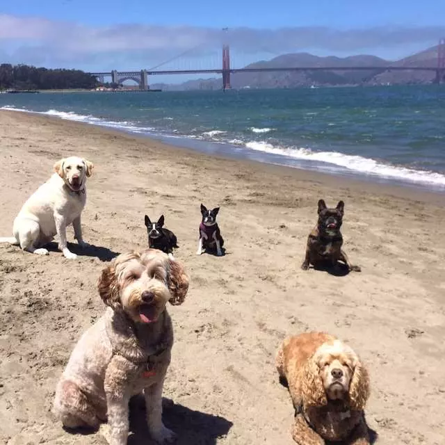 All About Paws Dog Walking