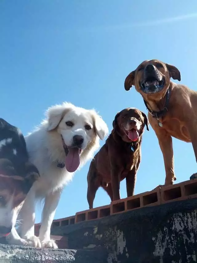 Active Dog Adventure Club