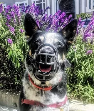 Sniff and Go