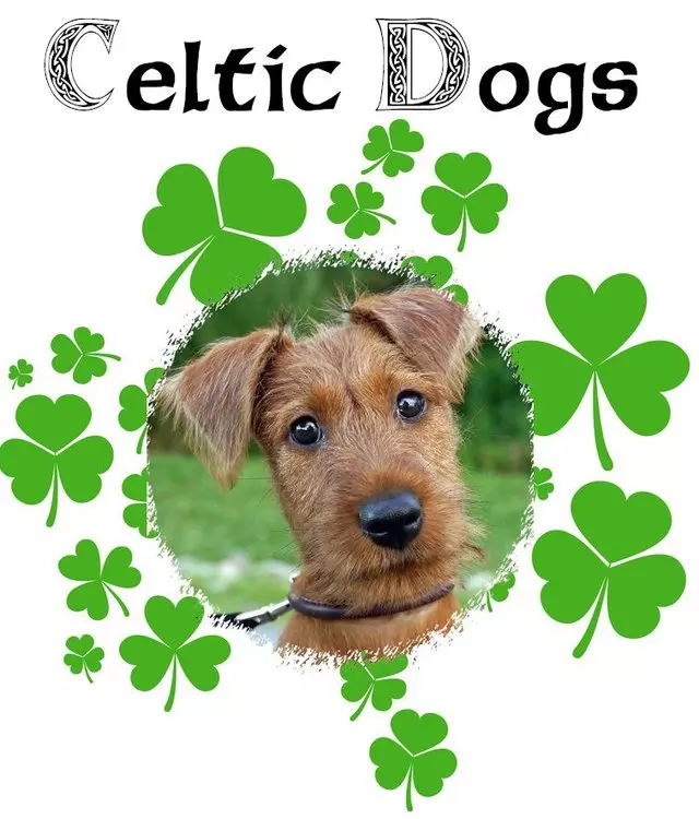 Celtic Dogs