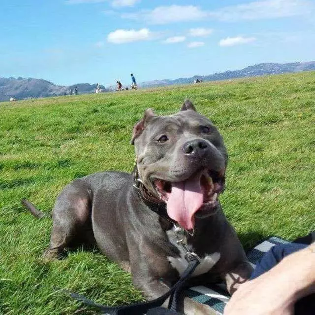 A Dog’s Best Friend SF