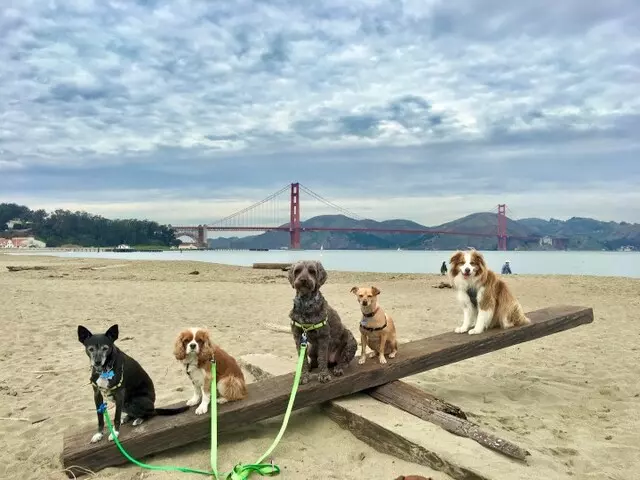 Janell&apos;s Happy Dogs