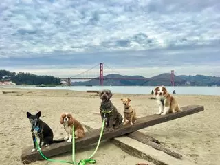 Janell's Happy Dogs