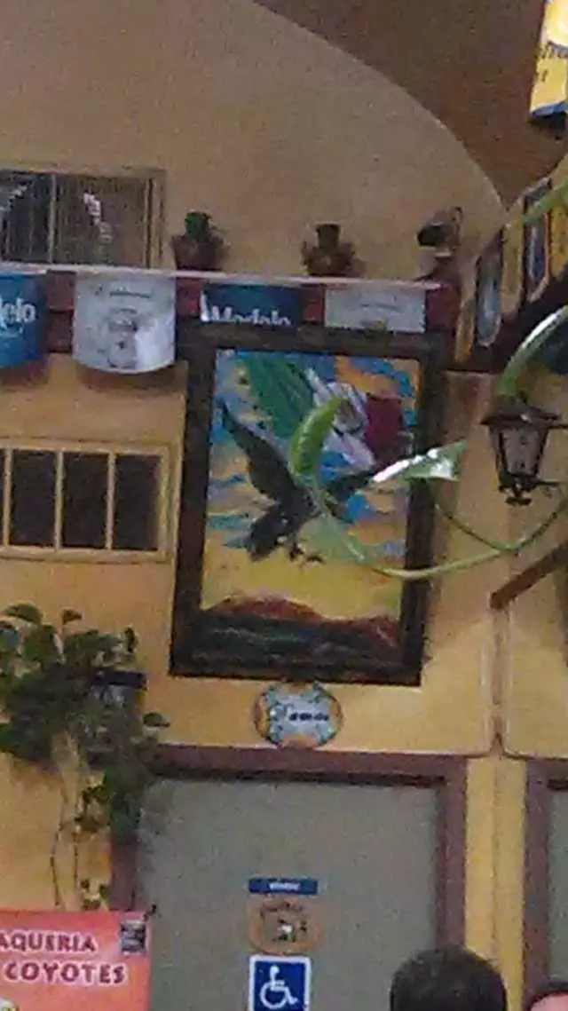 Taqueria Los Coyotes