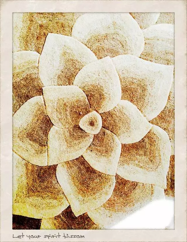 The Lotus Collaborative Eating Disorder Recovery Center