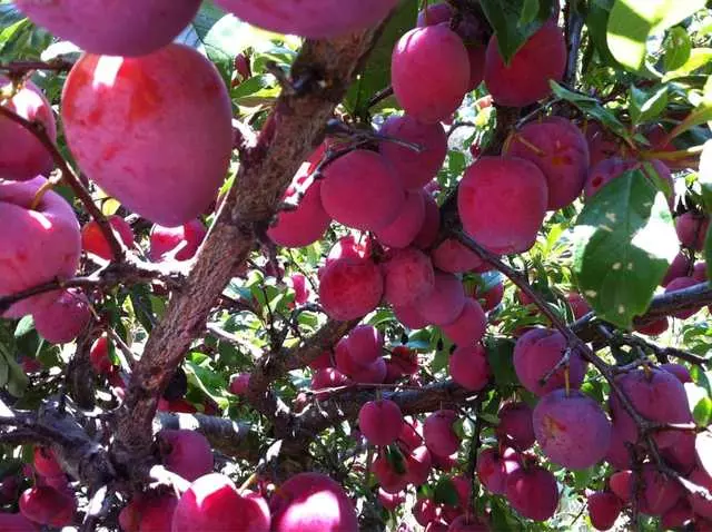 Alemany Farm