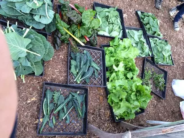Alemany Farm