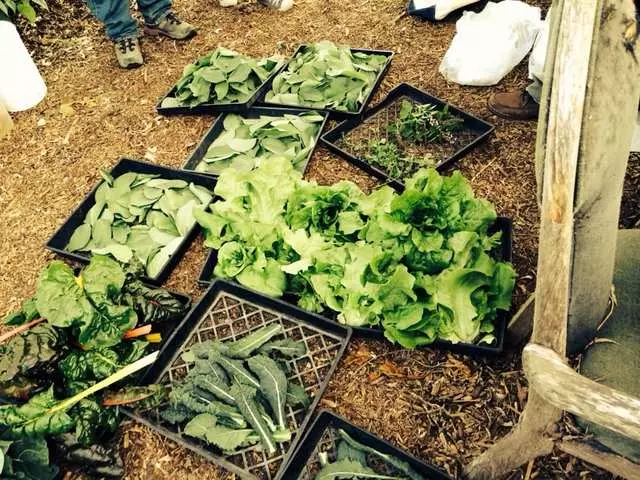 Alemany Farm
