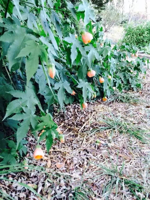 Alemany Farm