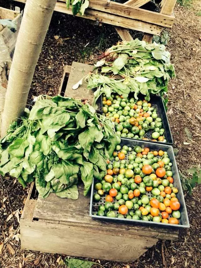 Alemany Farm