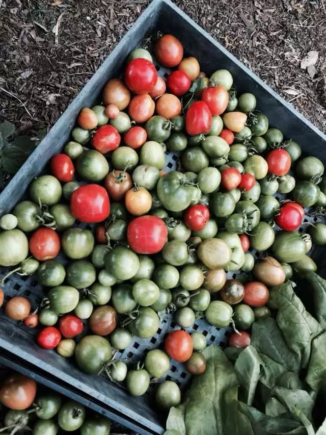 Alemany Farm