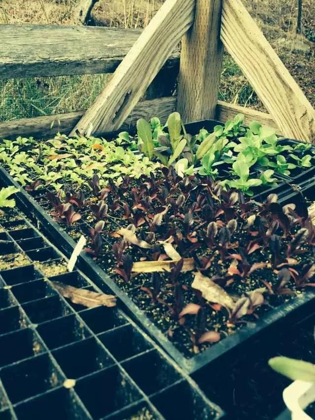 Alemany Farm