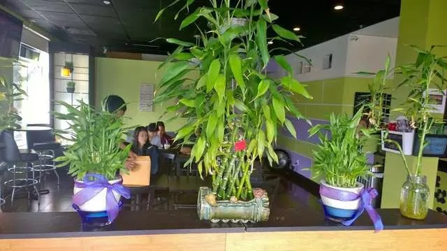 BAMBU