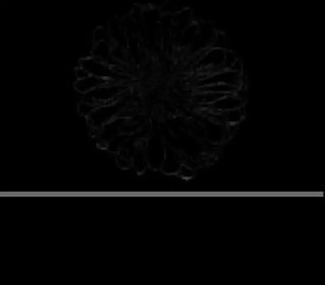 Aster