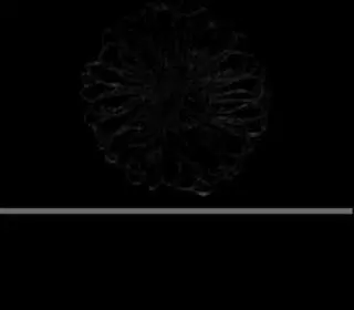 Aster