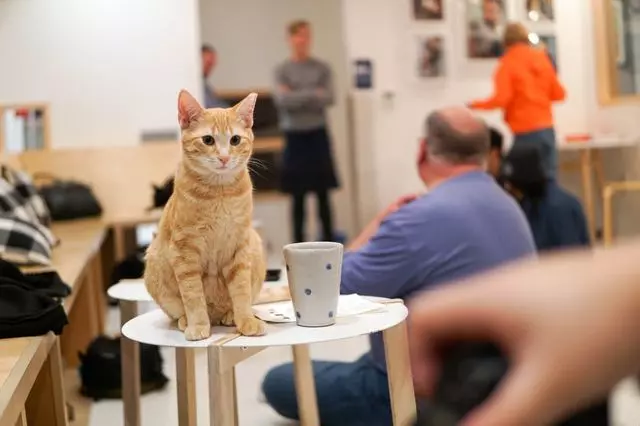 KitTea Cat Cafe