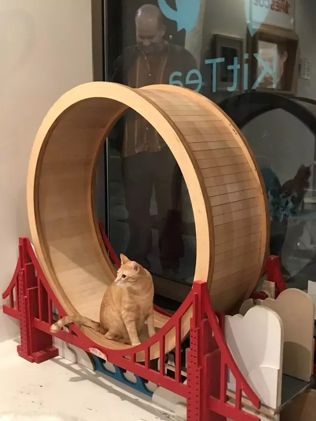 KitTea Cat Cafe