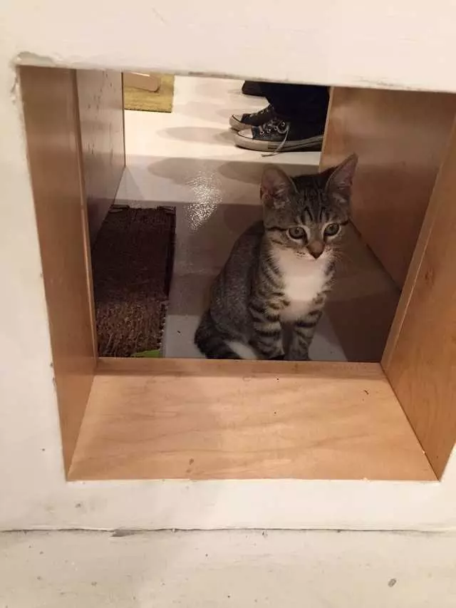KitTea Cat Cafe