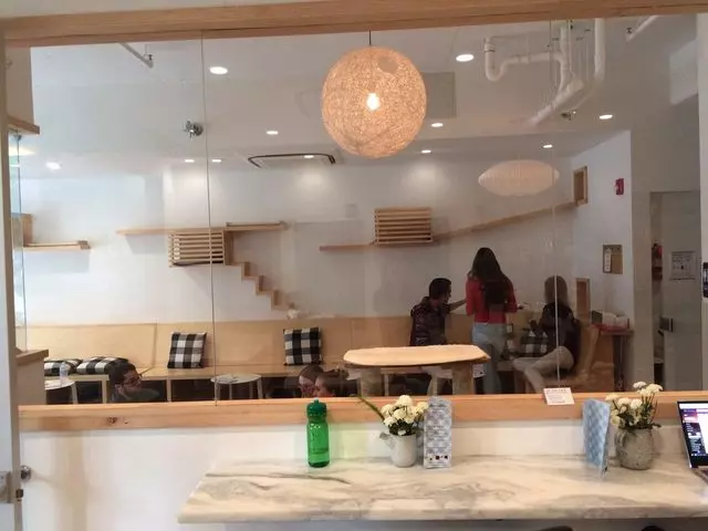 KitTea Cat Cafe