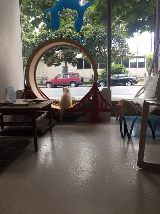 KitTea Cat Cafe