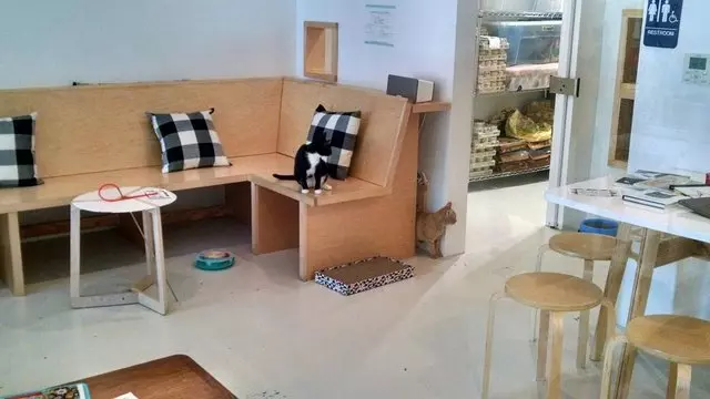 KitTea Cat Cafe