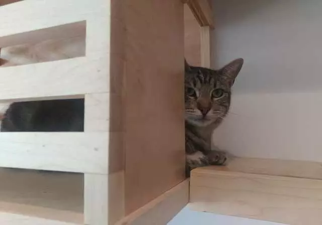 KitTea Cat Cafe