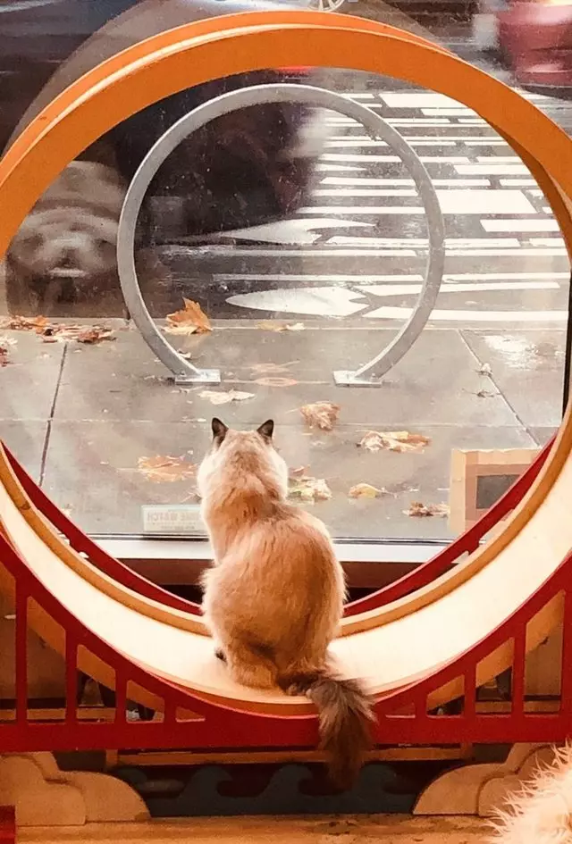 KitTea Cat Cafe