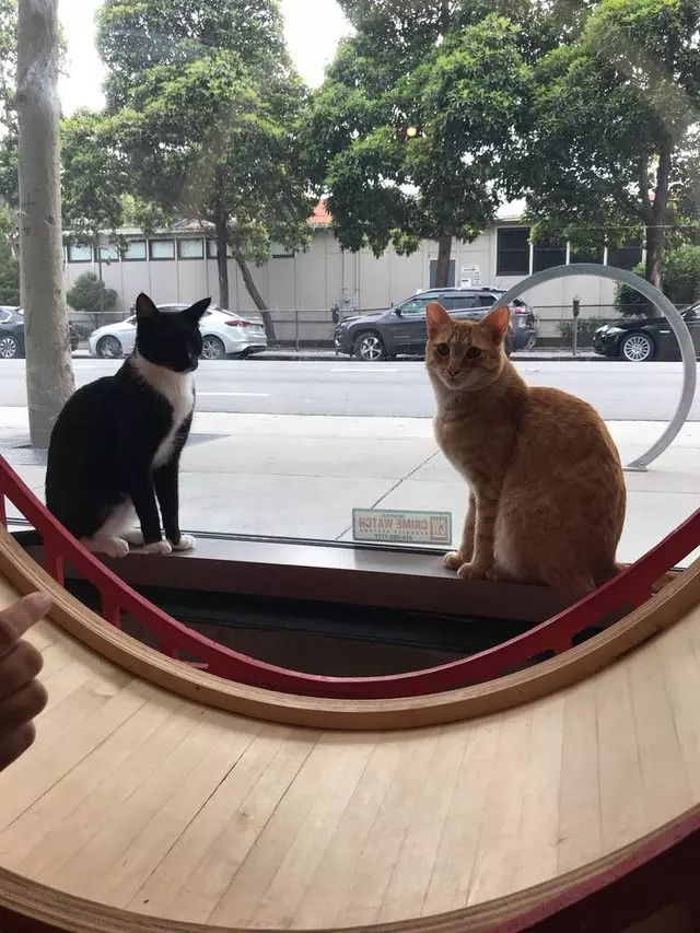 KitTea Cat Cafe