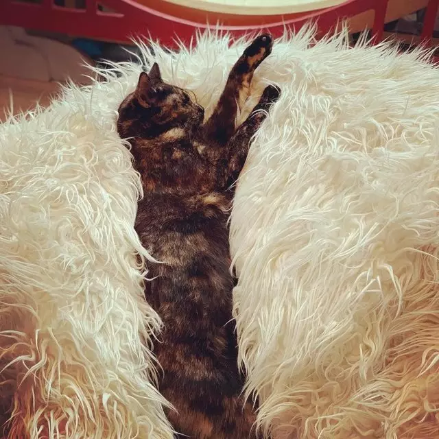 KitTea Cat Cafe