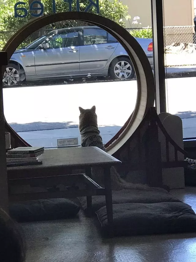 KitTea Cat Cafe