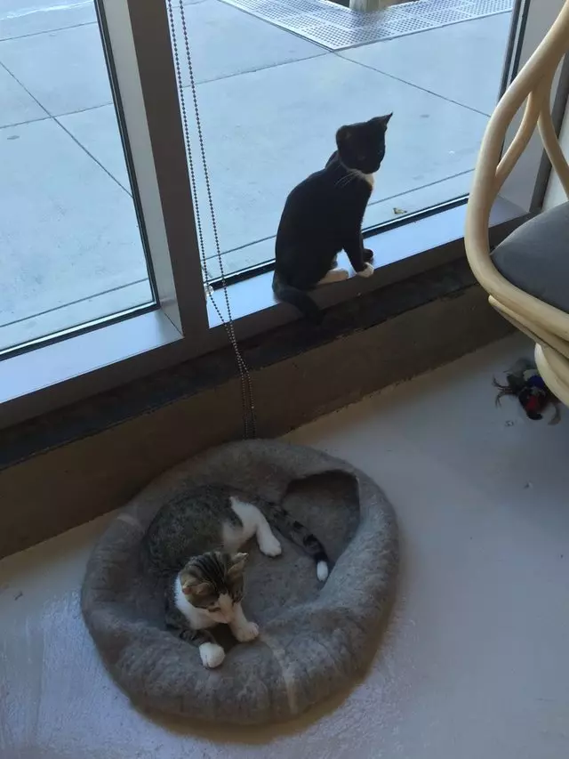 KitTea Cat Cafe