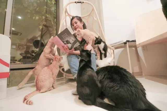 KitTea Cat Cafe