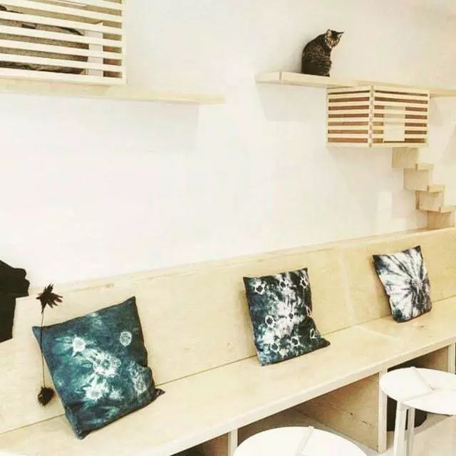 KitTea Cat Cafe
