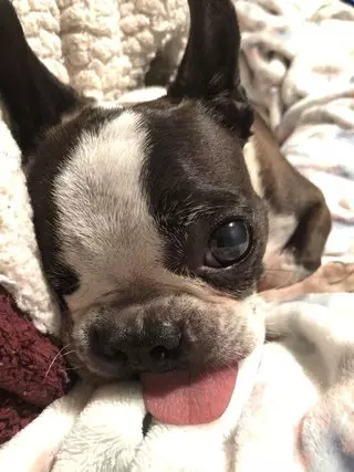 Wonder Dog Rescue
