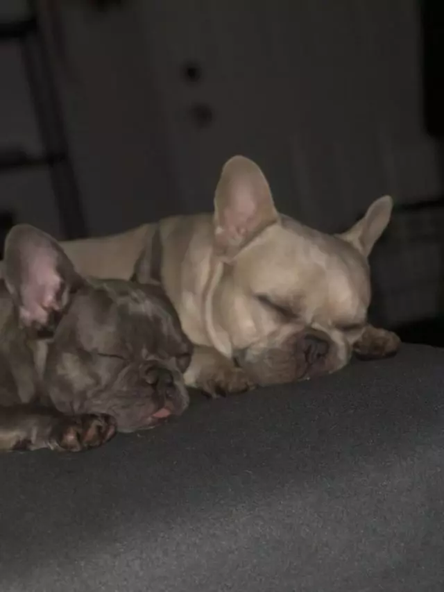 San Fran Frenchies