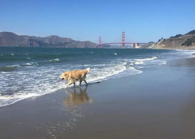 Golden Dog