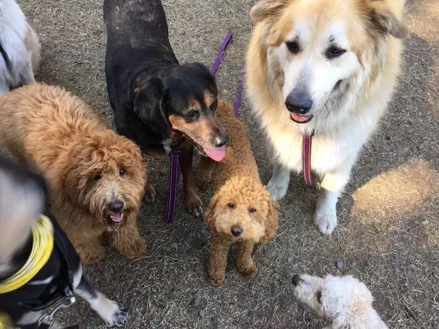Golden Dog