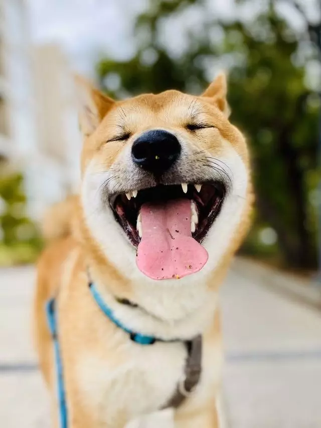 Pupday