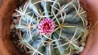Andrea Lazarin Acupuncture
