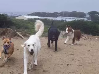Animal Bay Care